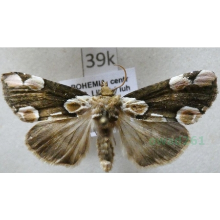 Thyatira batis (Linnaeus, 1758) Plamówka malinówka Czech39k